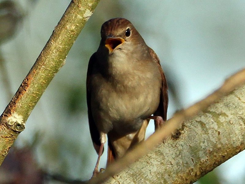 Wildlife Courses and Walks in May 2018